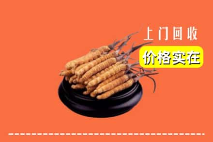 忻州市定襄回收冬虫夏草